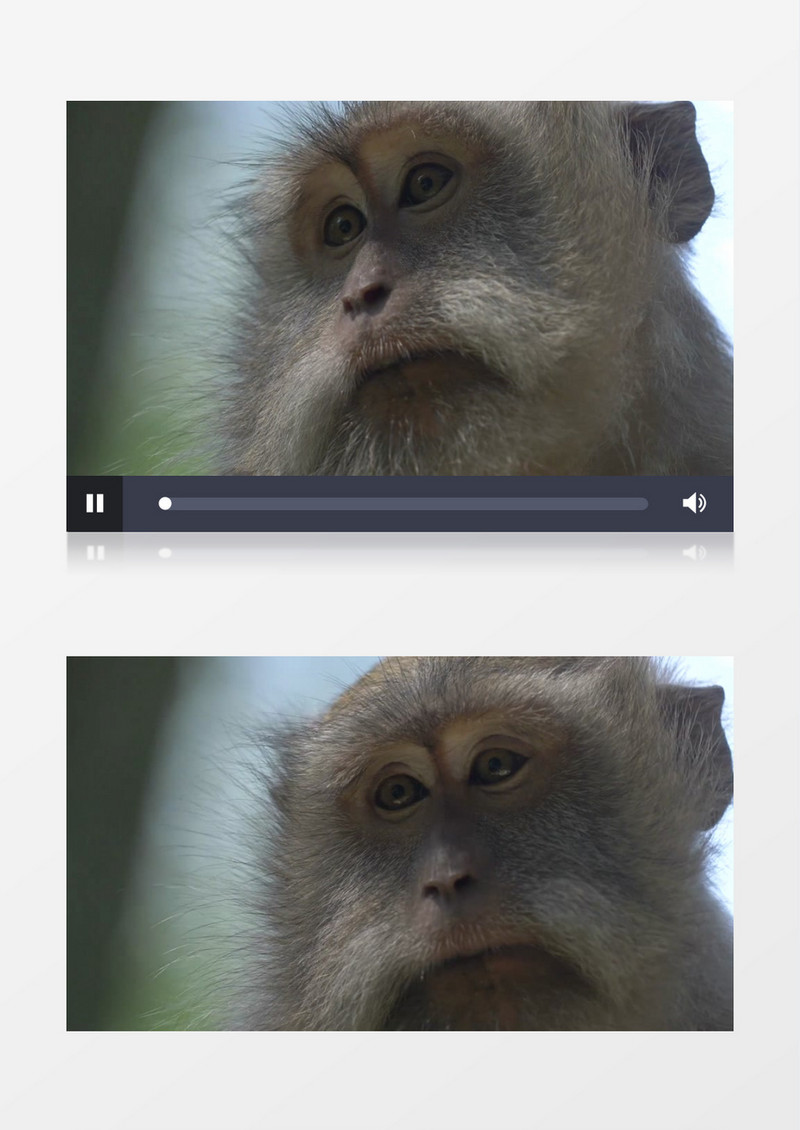 一只猴子在镜头前四处张望实拍视频素材