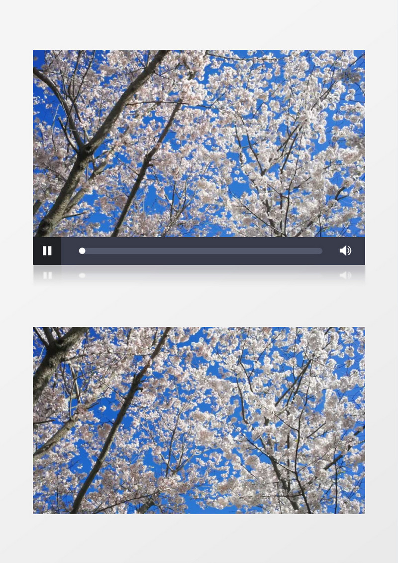 仰拍蓝天下的樱花树实拍视频素材