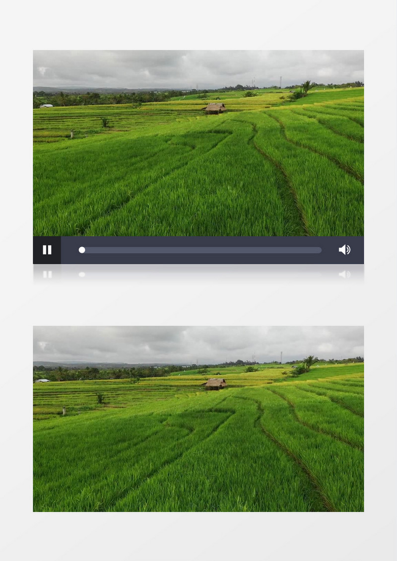 航拍一望无际的绿色稻田实拍视频素材