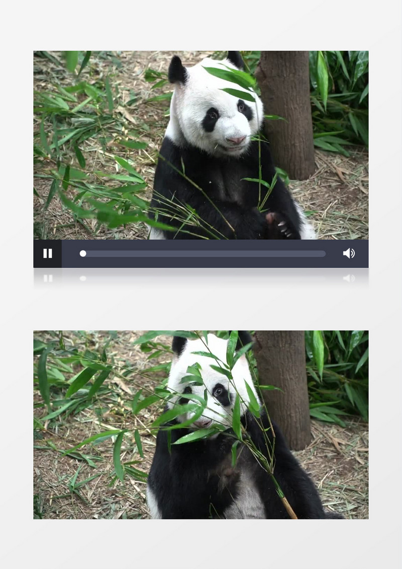 熊猫在吃竹子实拍视频素材