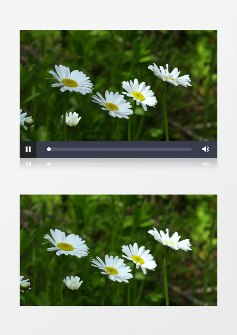 被风吹拂的小雏菊实拍视频素材
