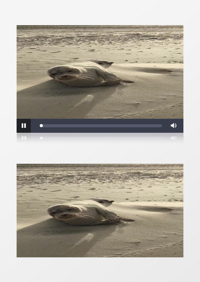 哺乳动物海洋生物惬意在海岸上休息实拍视频