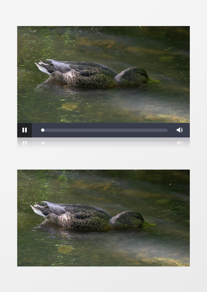 池塘里玩耍的鸭子近距离高清实拍视频素材