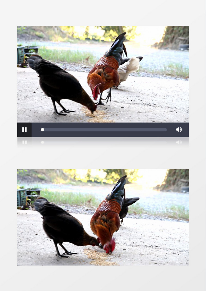 喂养家禽鸡吃谷粒视频素材MP4实拍视频素材