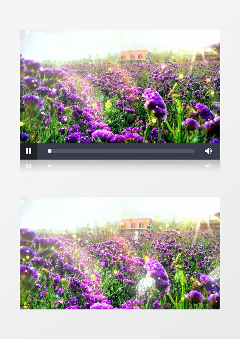 唯美高清紫色花海蝴蝶视频有音乐视频素材