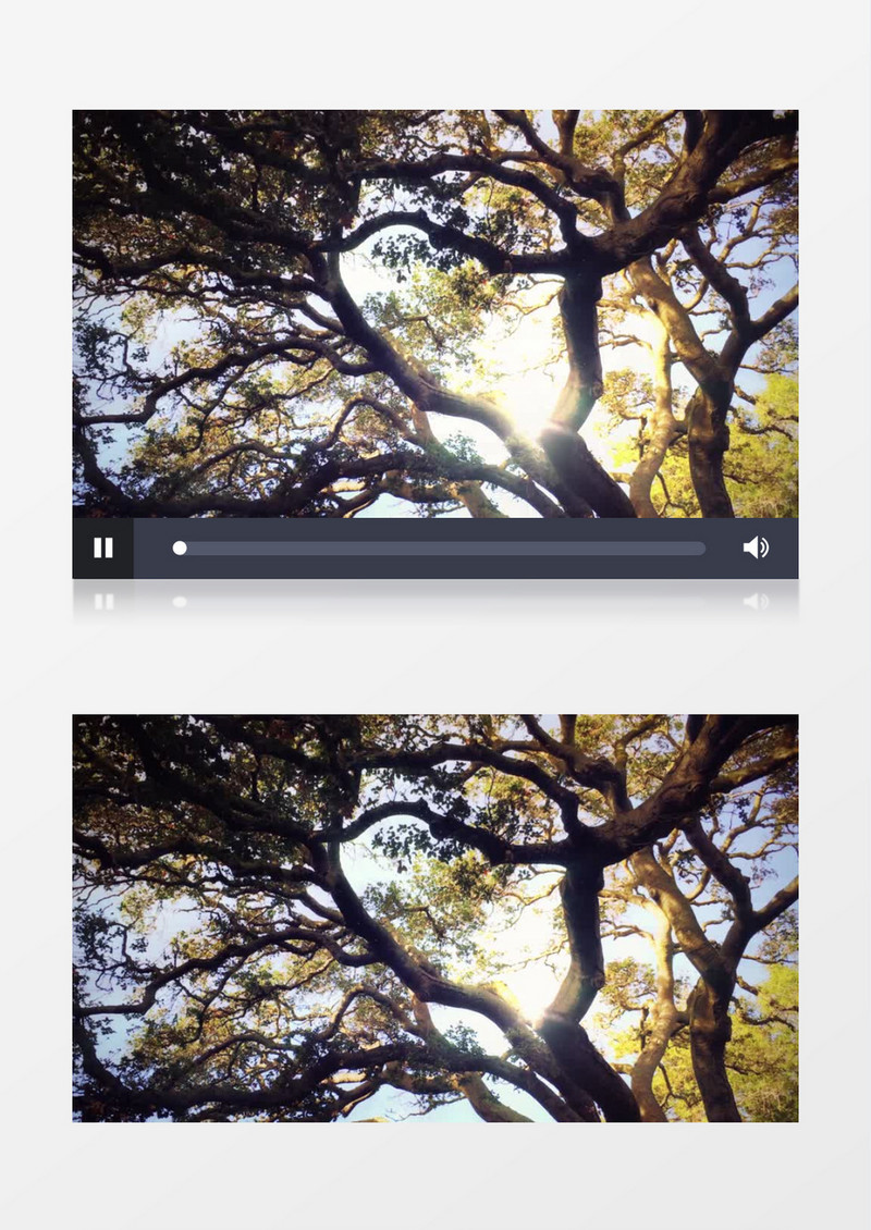  枝繁叶茂的古树背景视频（有音乐）