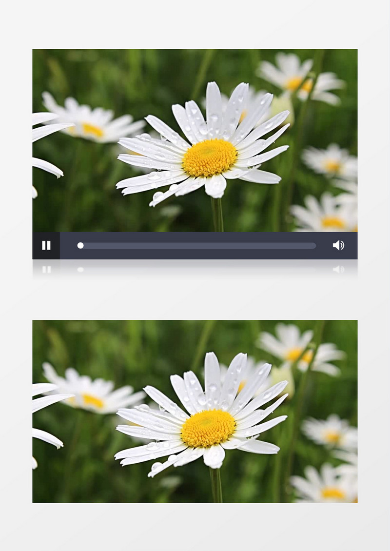白色的雏菊带着露珠随着微风轻轻晃动实拍视频素材