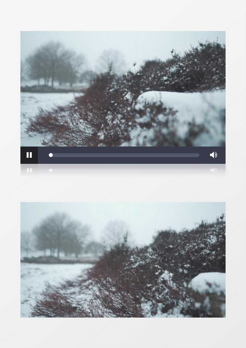 森林里有雪的灌木实拍视频素材