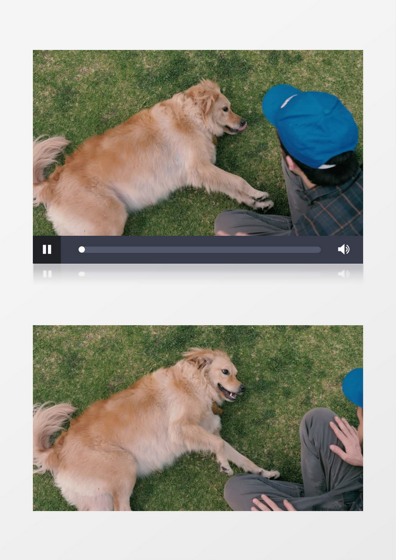  棕色的狗和它的主人在玩耍实拍视频素材