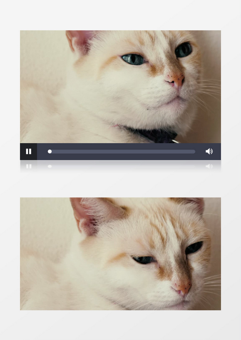  白色蓝眼睛的猫咪特写实拍视频素材