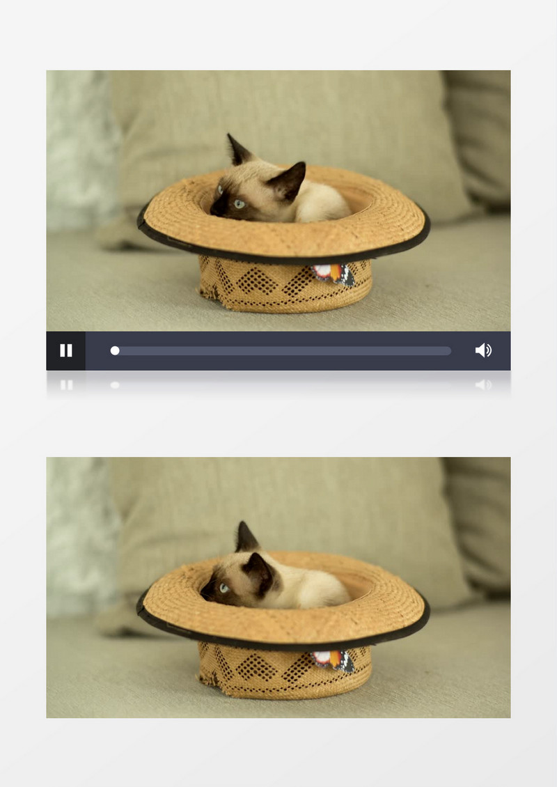 暹罗猫在沙发上的一顶草帽内玩耍实拍视频素材