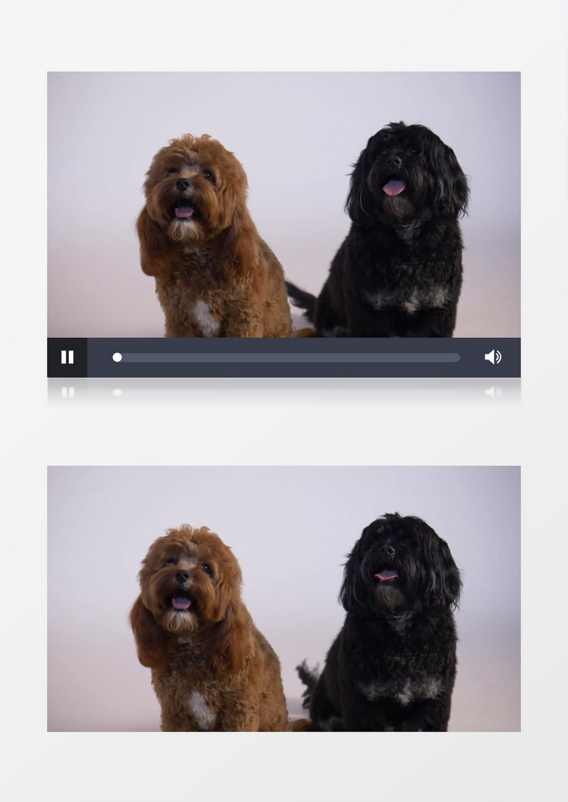 两只小狗并排坐着吐舌头实拍视频素材