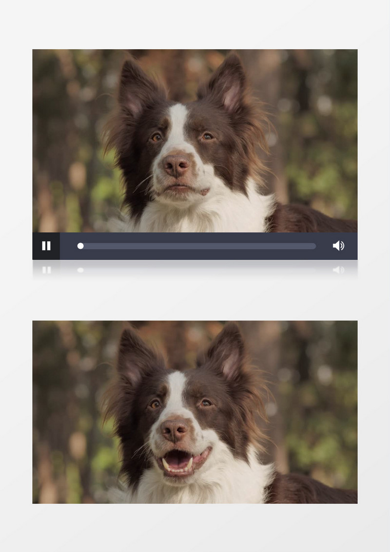 近距离实拍一只微笑的狗实拍视频素材