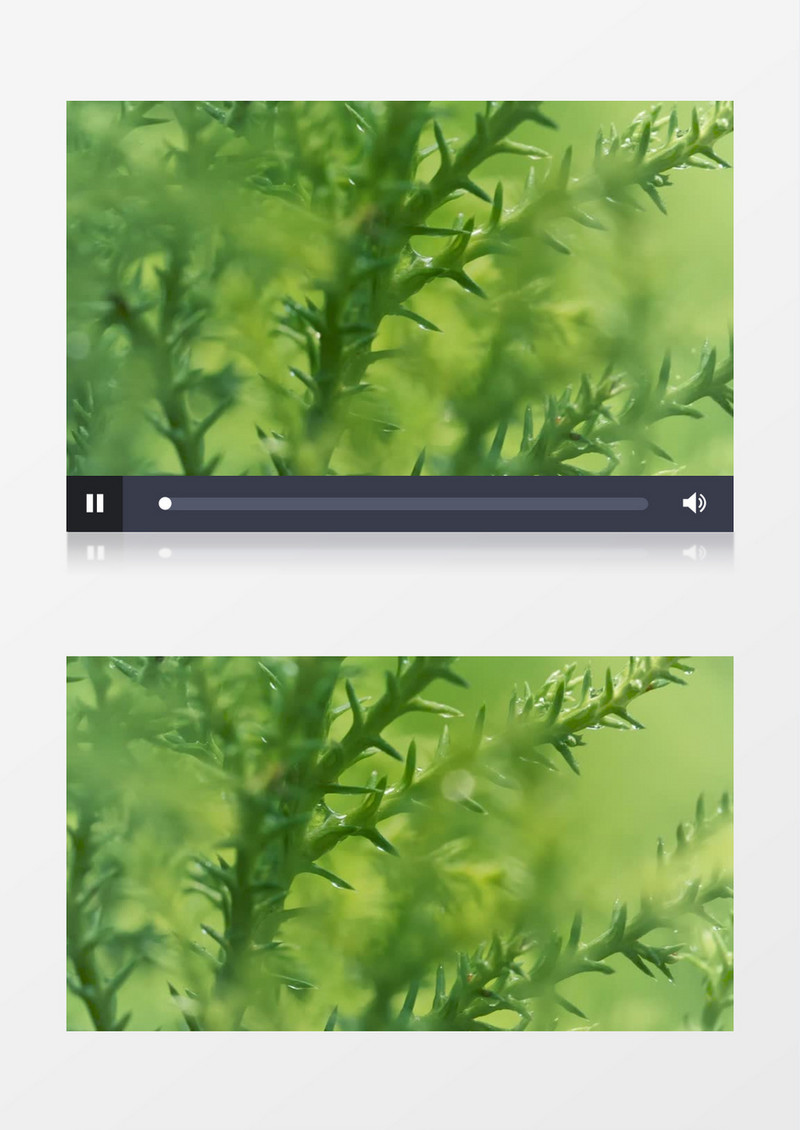 浅焦点背景的被雨淋湿绿色植物实拍视频素材