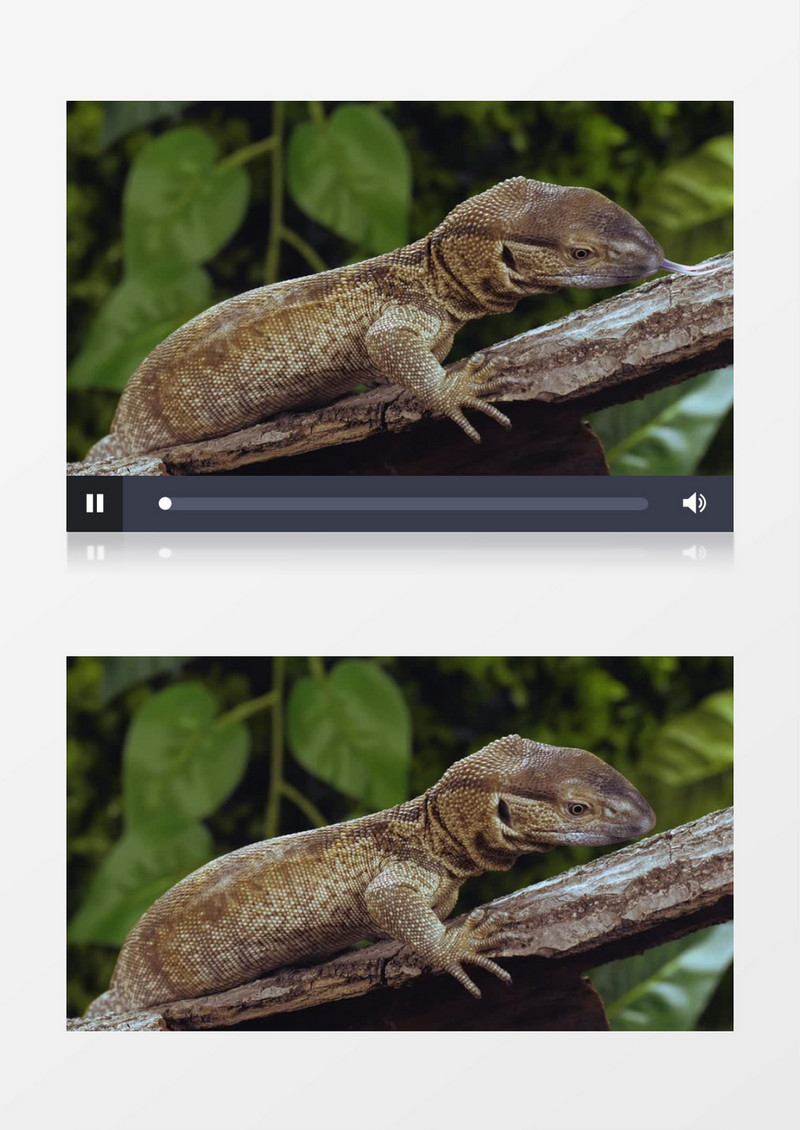 慢动作拍摄蜥蜴在树干上吐舌头实拍视频