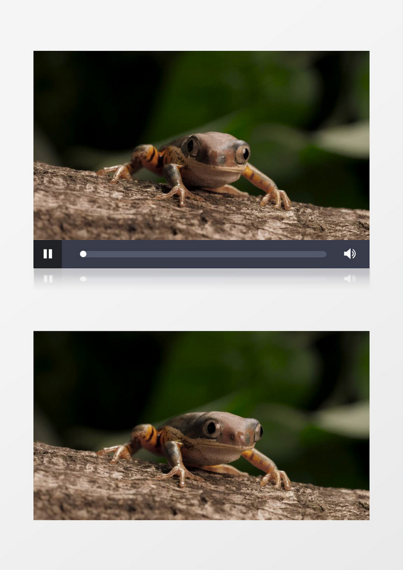 一只黄色的青蛙在四处张望实拍视频素材