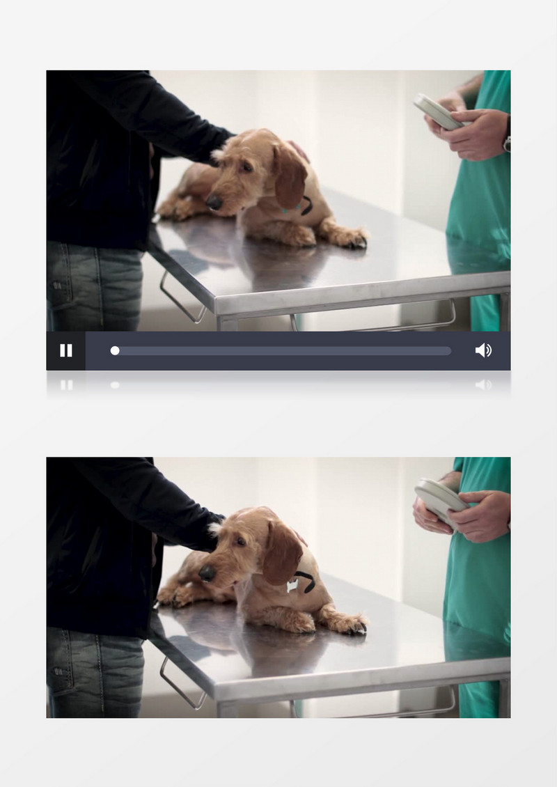 宠物医生再给狗做检查实拍视频素材