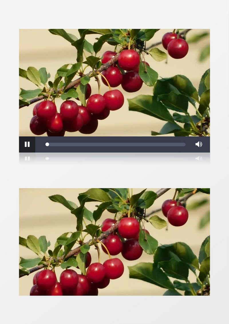 挂在树上已经熟透的樱桃实拍视频素材