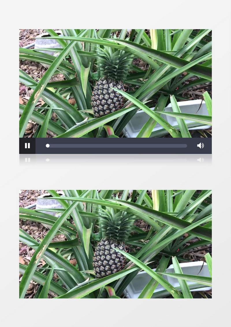 还没完全长熟的菠萝实拍视频素材