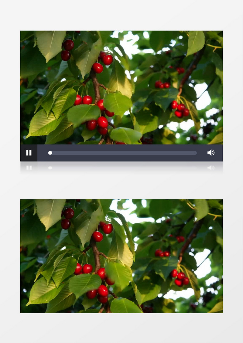 挂在树上熟透的樱桃实拍视频素材