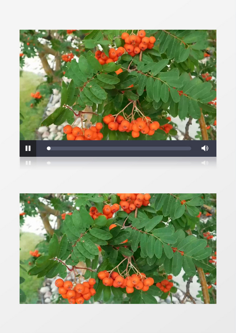 实拍熟透橙色的果实实拍视频素材