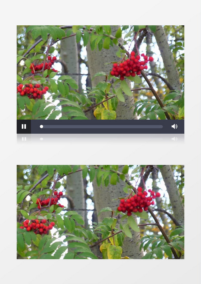 实拍红色的果实挂在树上实拍视频素材