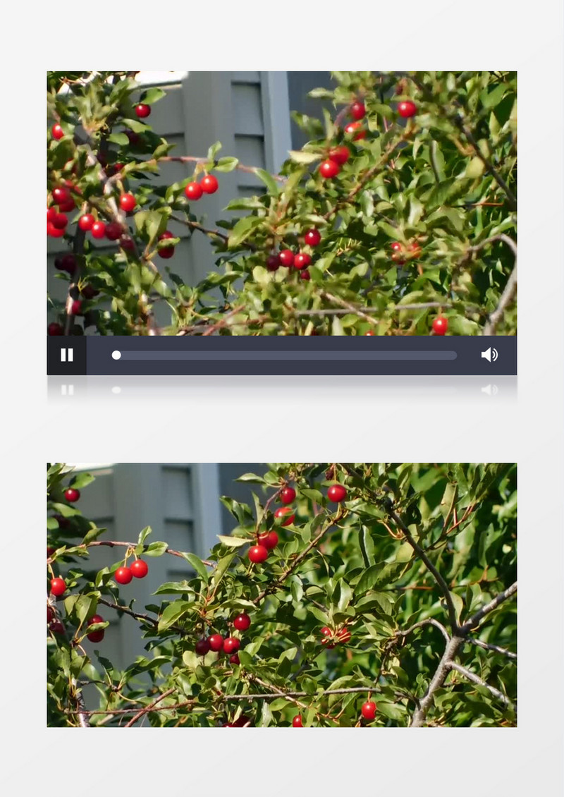 实拍长在树上的樱桃实拍视频素材