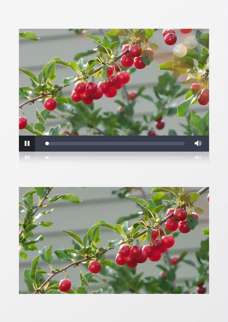 熟透的樱桃在轻轻的挂在树上实拍视频素材