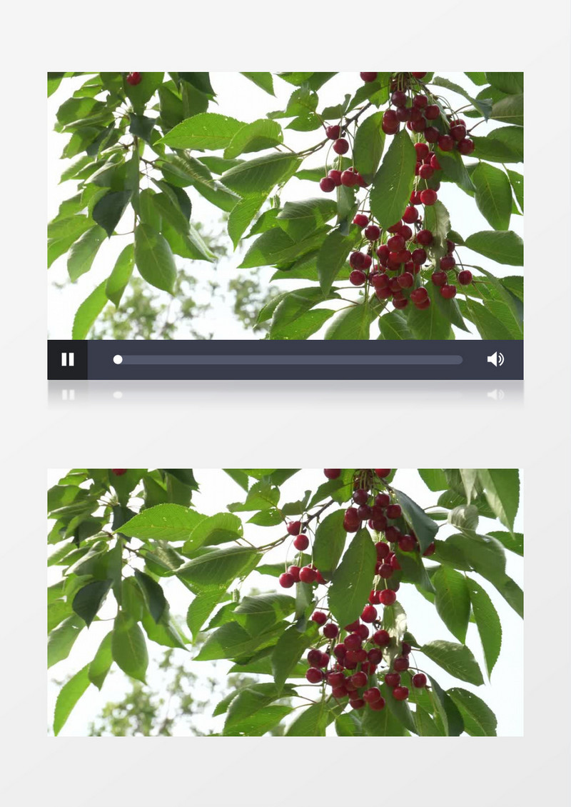 树上已经熟透的樱桃随风摇曳实拍视频素材