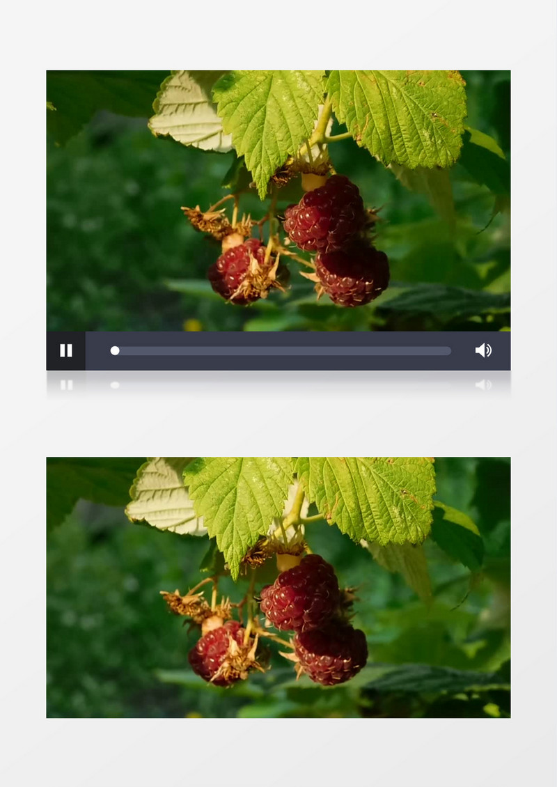 长在树上的果实实拍视频素材