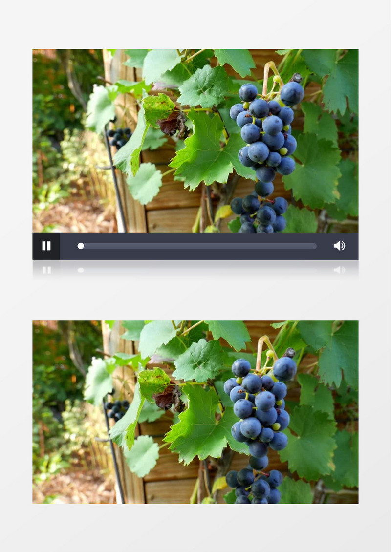 拍摄长在树上的蓝莓实拍视频素材