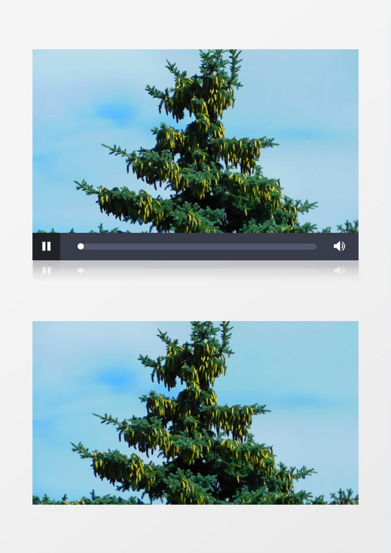 仰拍在风中随风摇曳的树实拍视频素材