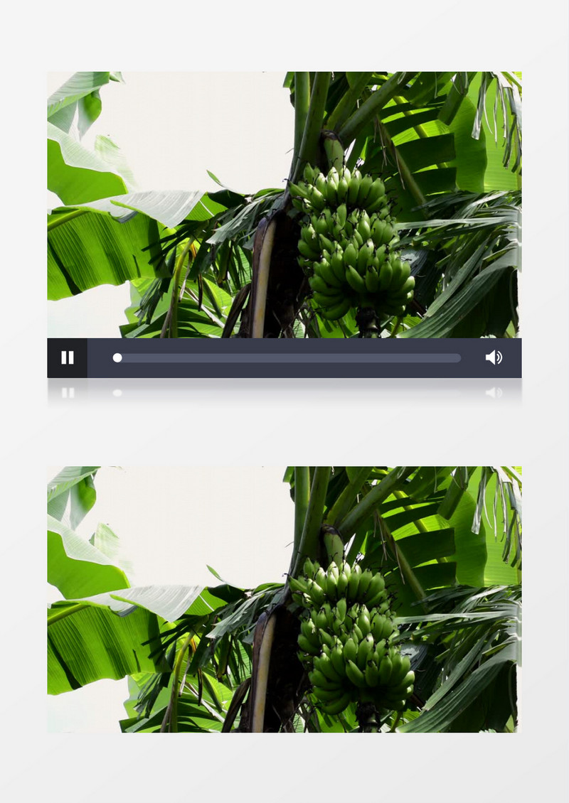 长在树上的绿色香蕉实拍视频素材