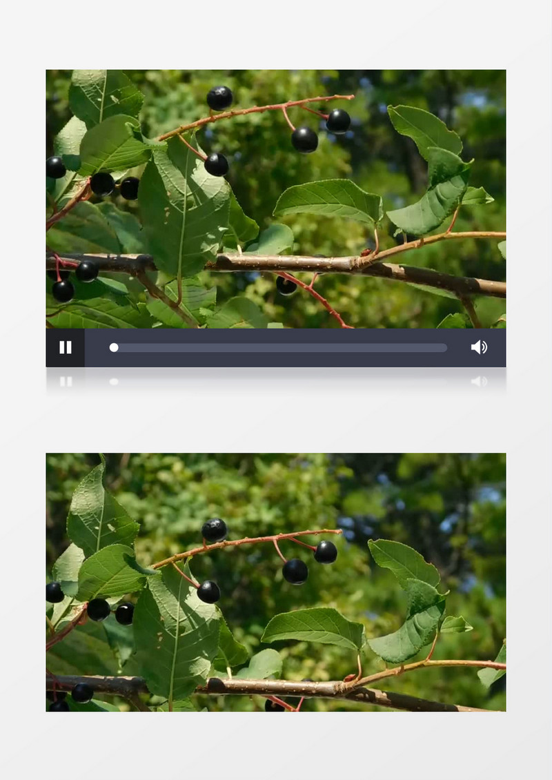 在树上随风摇曳的浆果实拍视频素材