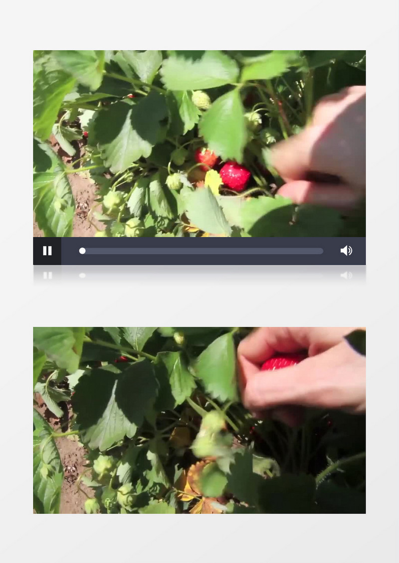 在地里摘草莓实拍视频素材