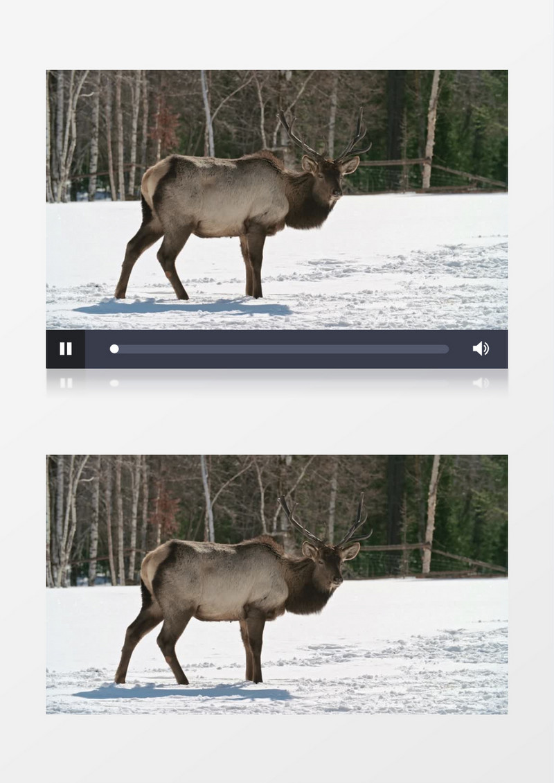 麋鹿在雪地中寻觅食物实拍视频素材