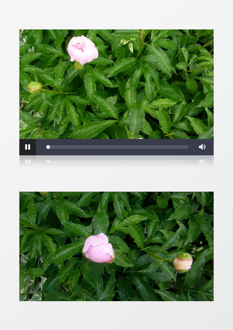 小雨滴落在花骨朵上实拍视频素材