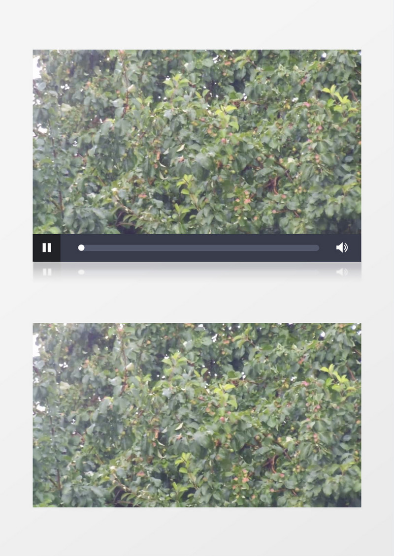 实拍在暴风雨中飘动的树实拍视频素材