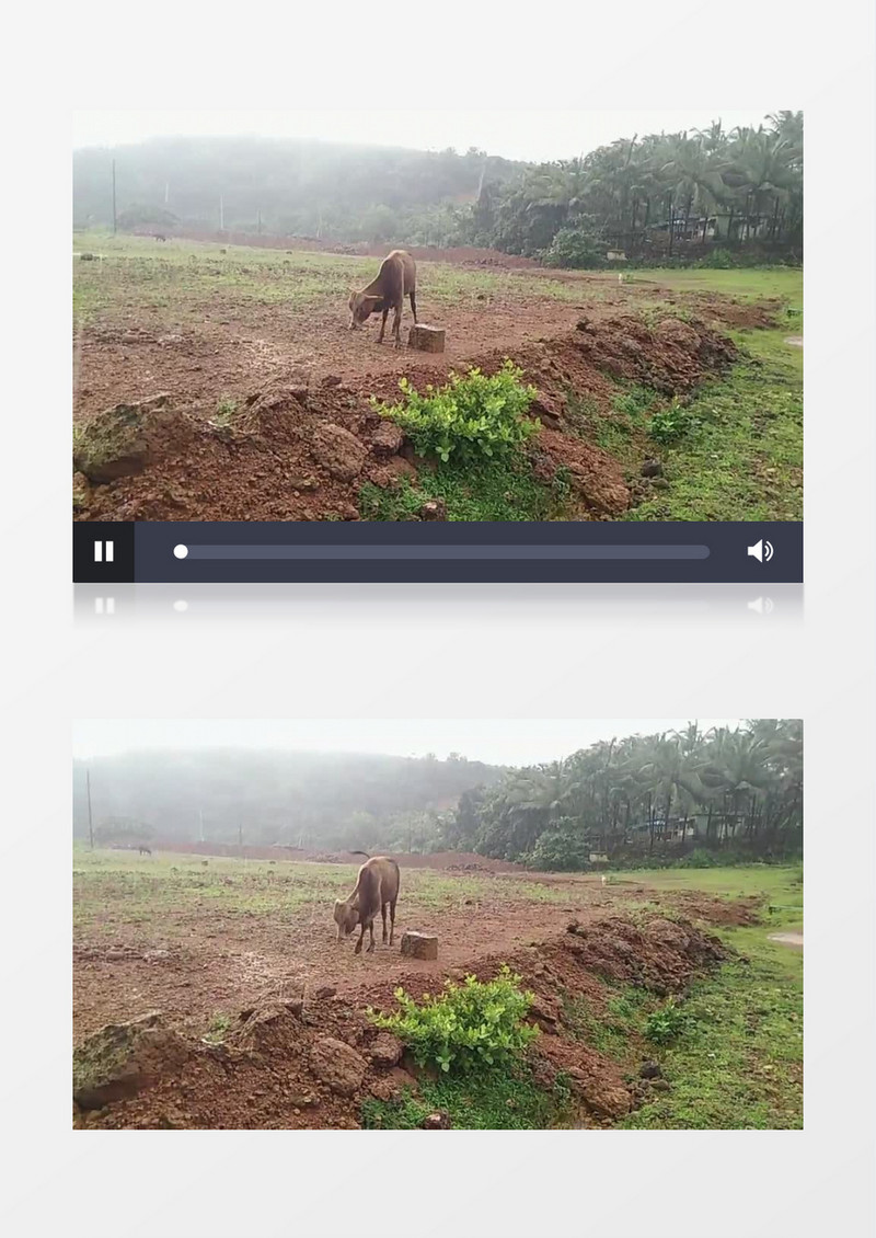 老牛在雨天缓慢行走实拍视频素材