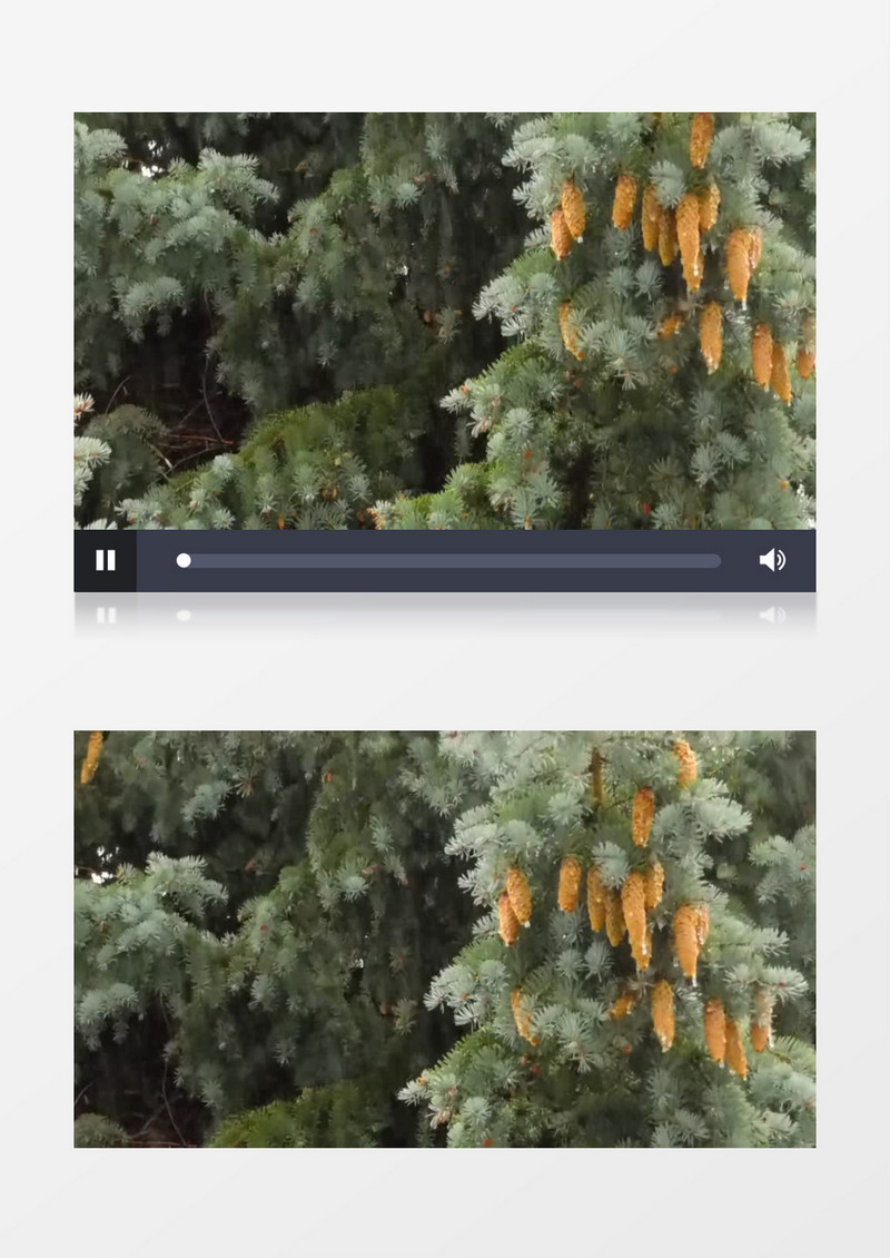 暴风雨下的松树实拍视频素材