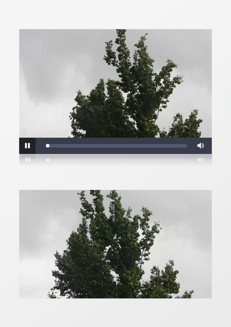 在风中随风飘摇的大树实拍视频素材
