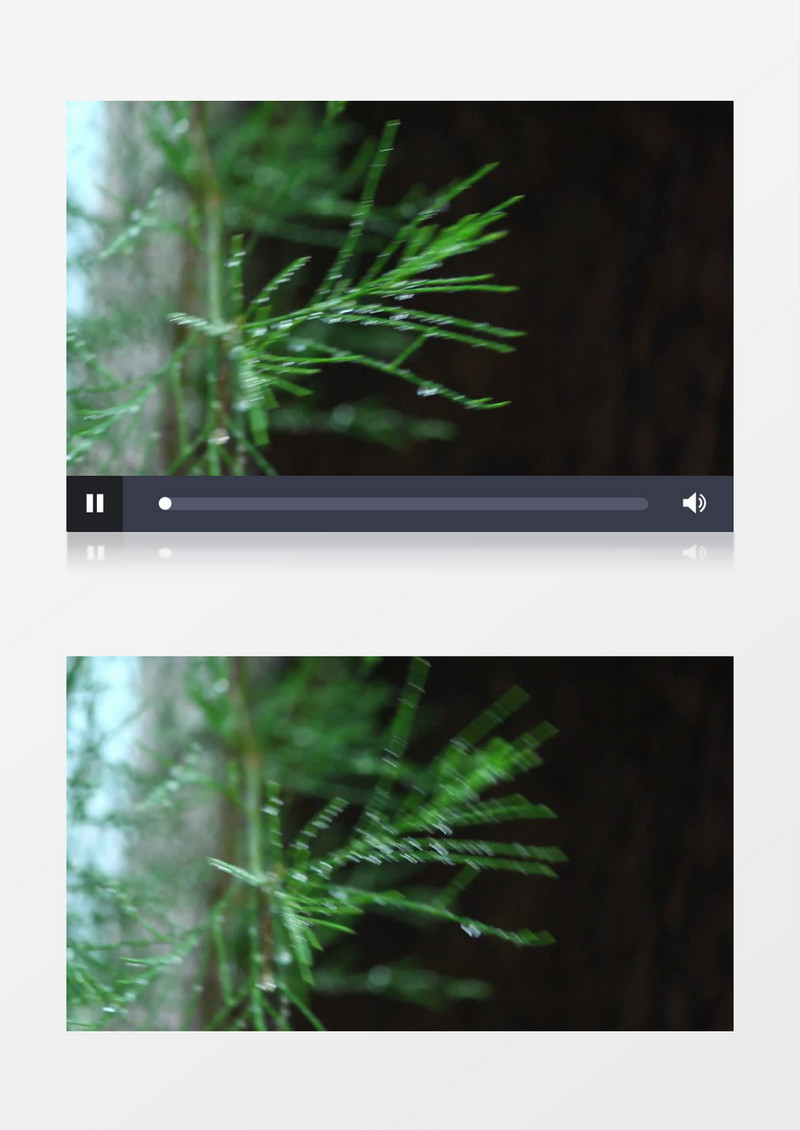 在雨中随风飘动的松树实拍视频素材