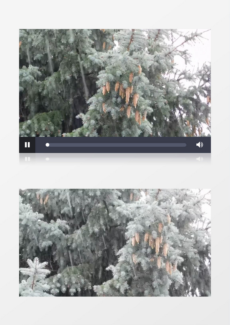 在暴风雨中矗立的松树实拍视频素材