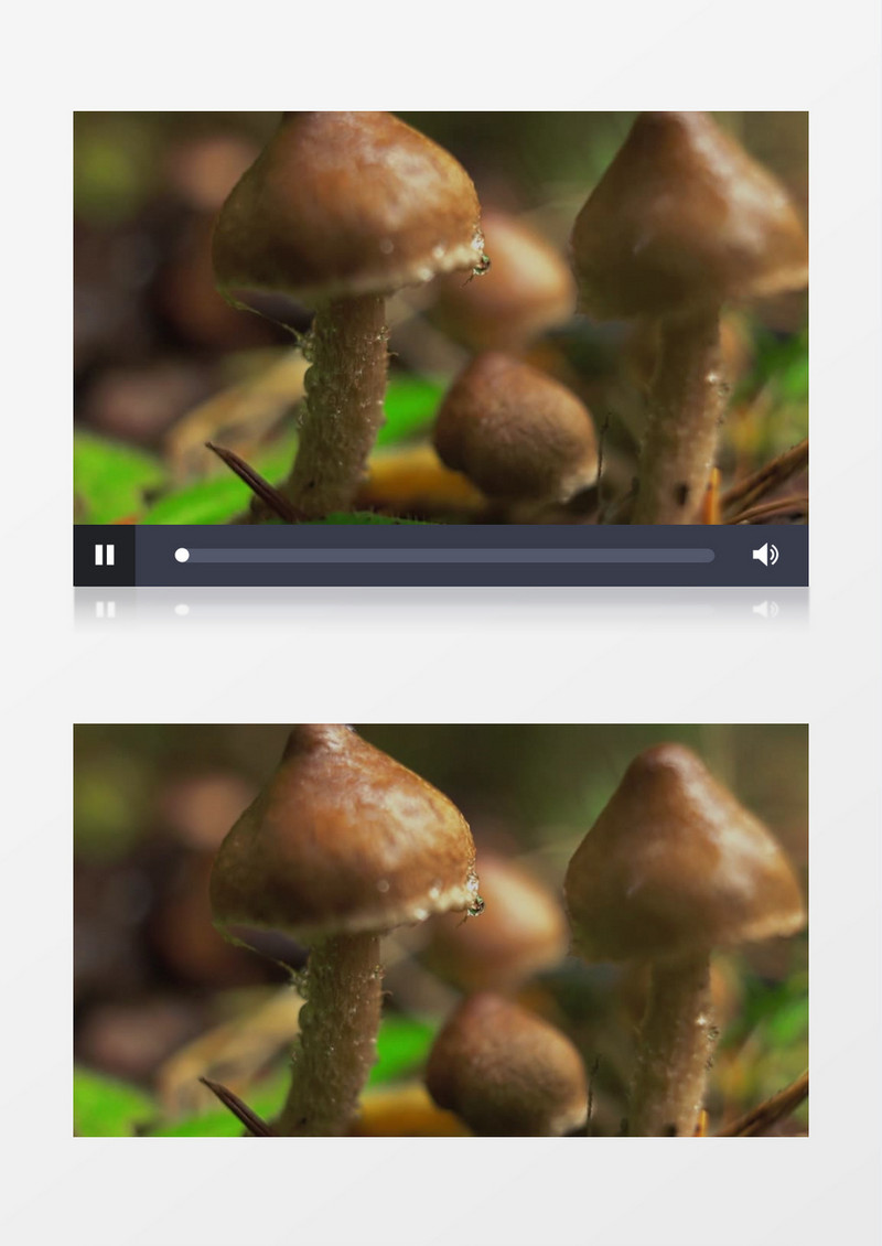 雨中的小菌菇实拍视频素材