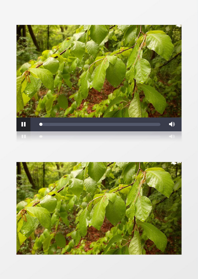雨中的绿色植物实拍视频素材