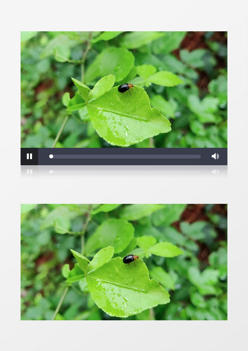 雨后青叶上的小昆虫实拍视频素材
