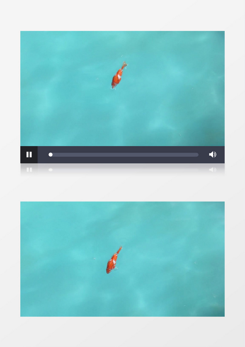 俯拍水中的小丑鱼实拍视频素材
