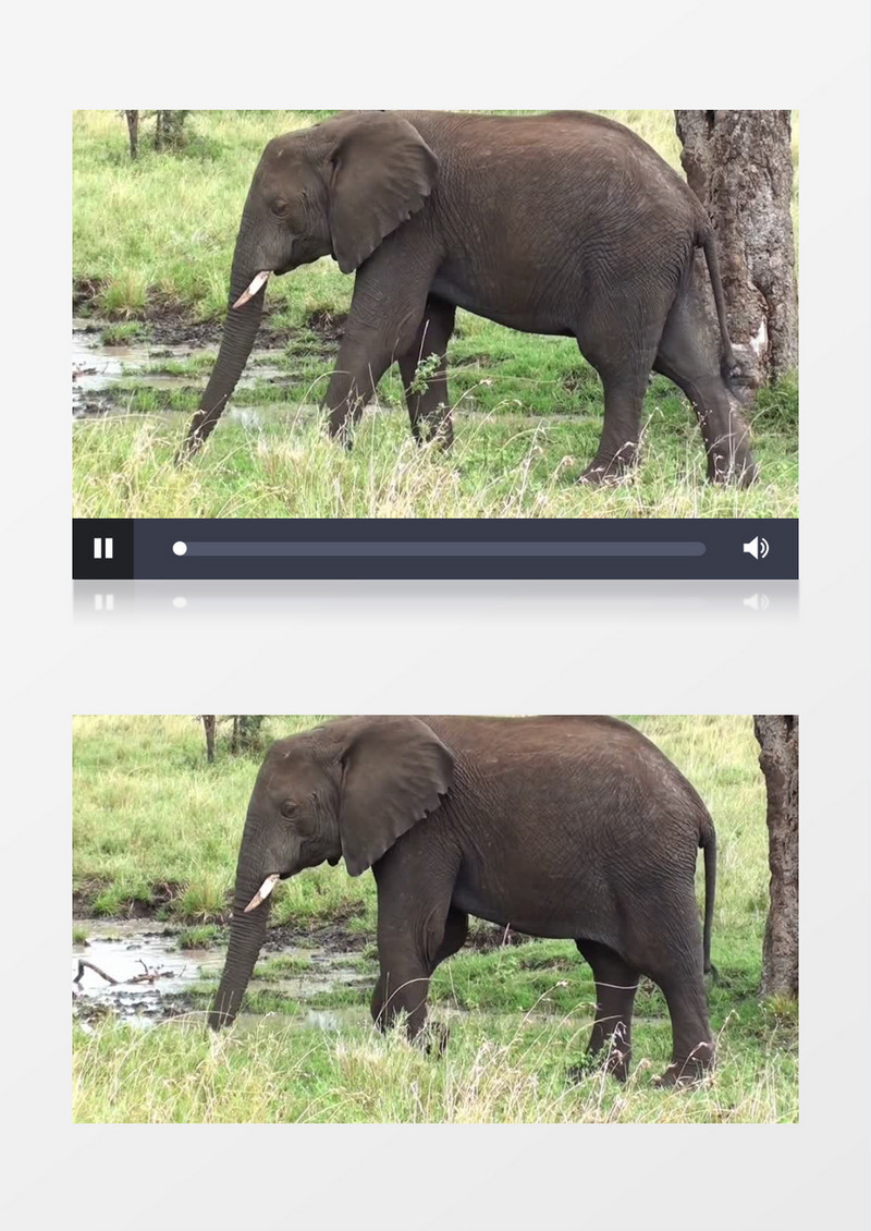 大象在小溪边喝水实拍视频素材
