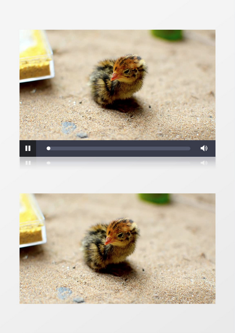 雏鸡在地上觅食实拍视频素材