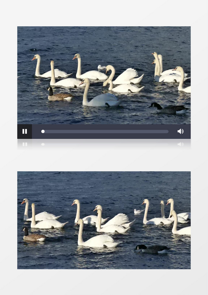 大白鹅跟鸳鸯在湖水遨游实拍视频素材